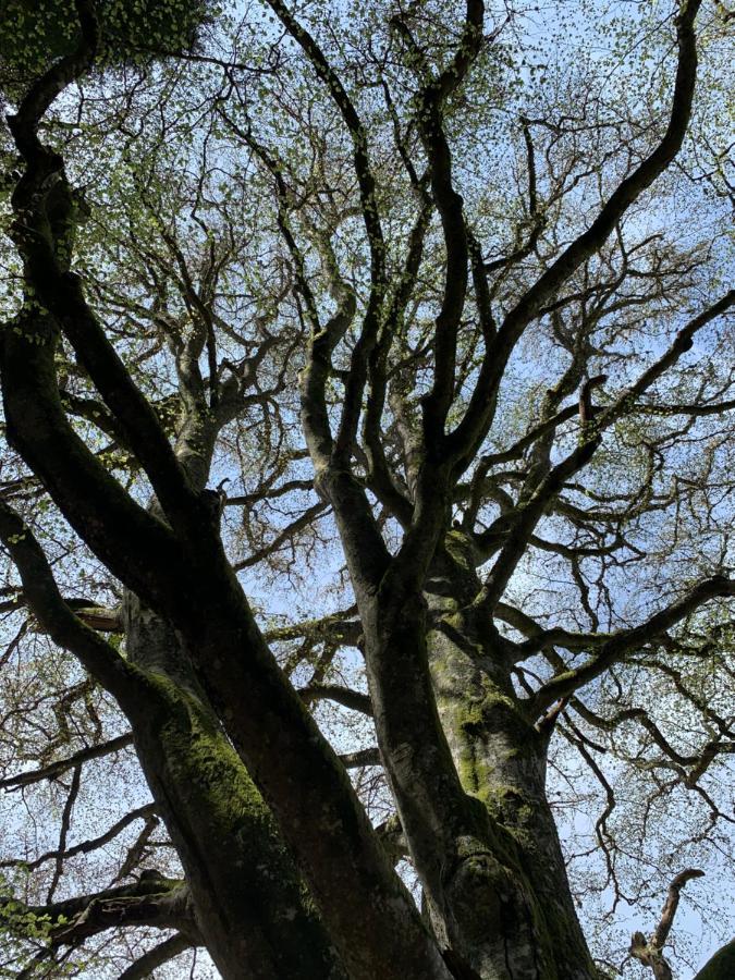Gite " Oree Des Bois" Vertolaye Εξωτερικό φωτογραφία