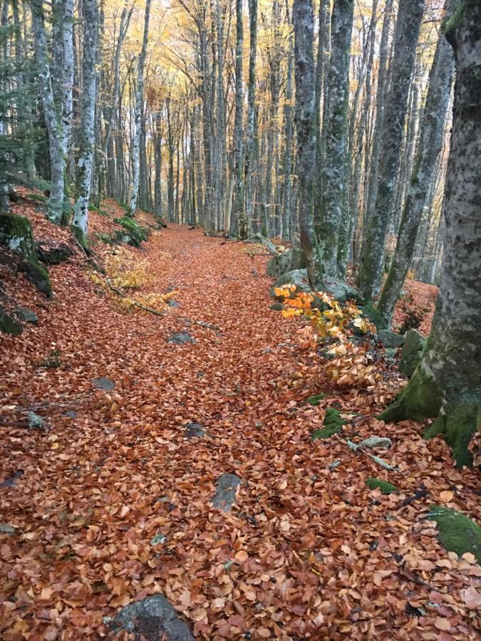 Gite " Oree Des Bois" Vertolaye Εξωτερικό φωτογραφία